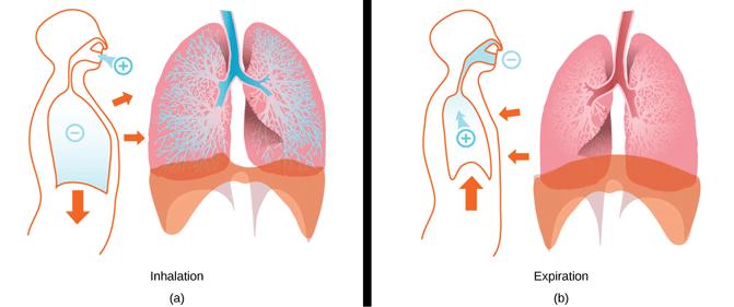Cơ hoành co lại và hạ thấp xuống, khoang ngực nở rộng, phổi tăng dung tích trong thì hít vào (trái). Cơ hoành trở lại vị trí ban đầu, phổi co nhỏ lại khi thở ra (phải).